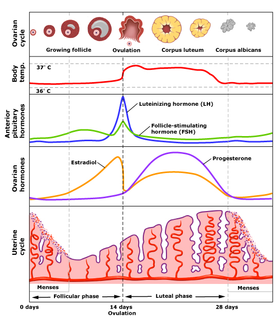 hormone cycle